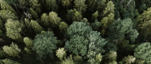 Scavolini calidad madera alma verde